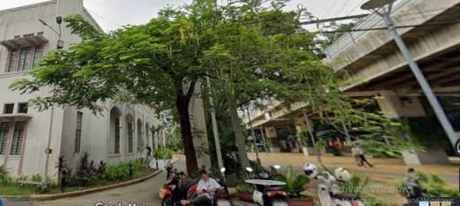 Rain Tree
