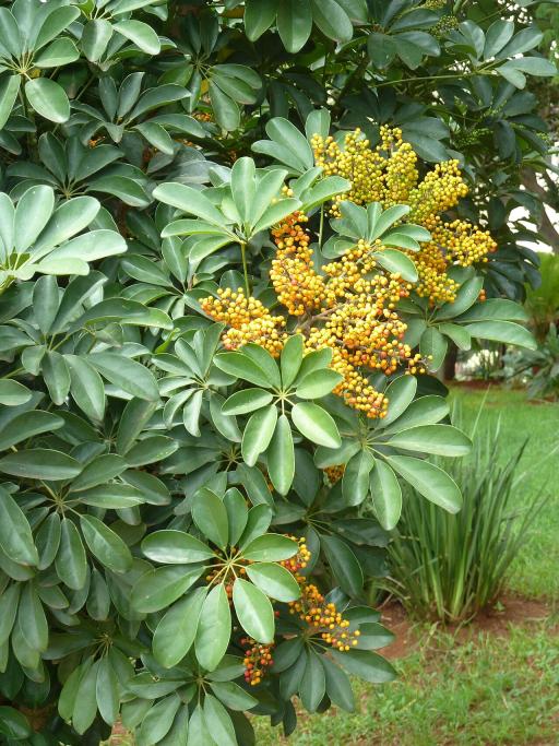 Dwarf Umbrella Tree