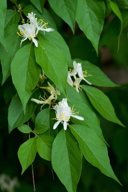 Amur Honeysuckle