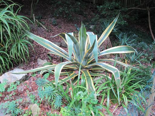 Variegated Century Plant