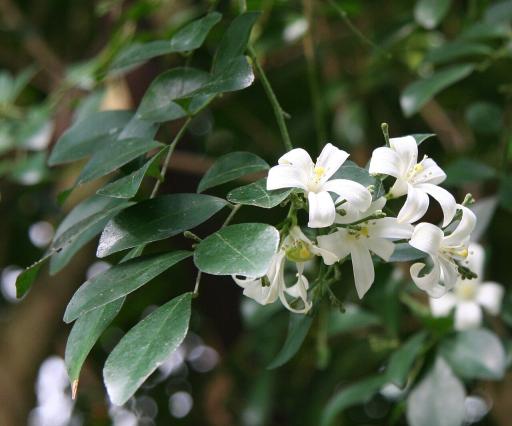 Orange Jasmine