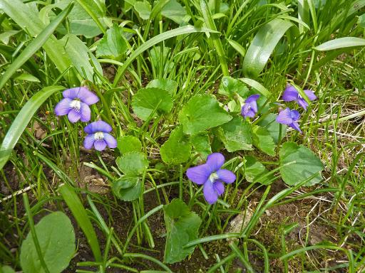 Wild Violet