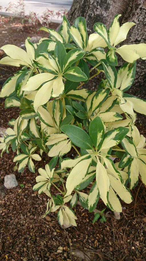Variegated Button Fern / Dwarf Umbrella Tree mix