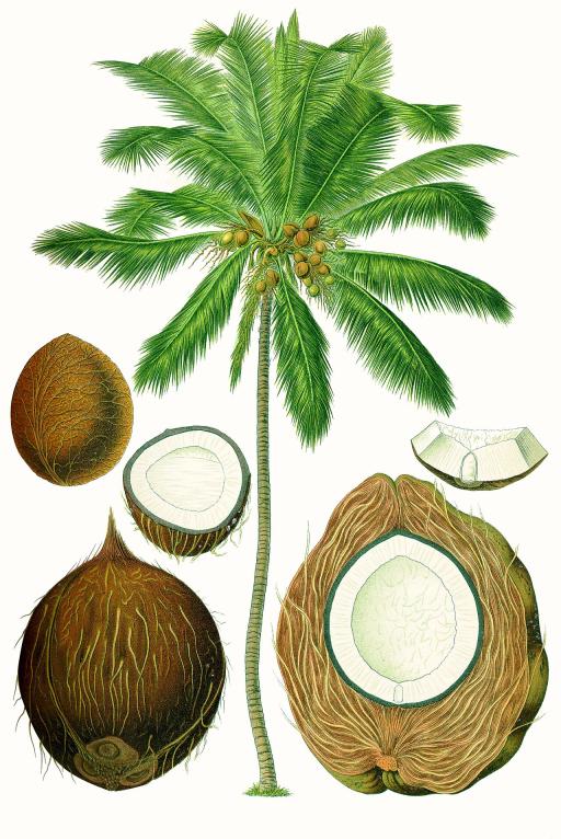 Coconut Palm