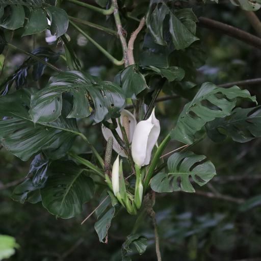 Swiss Cheese Vine