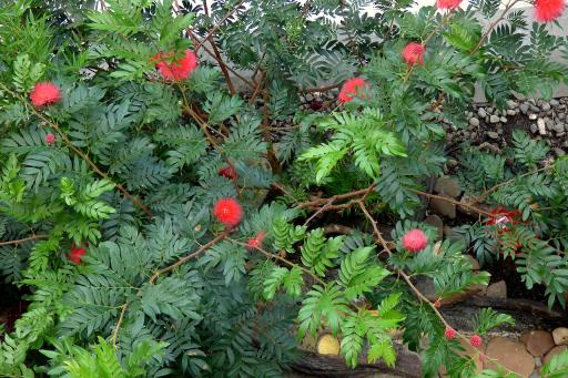 Red Powder Puff