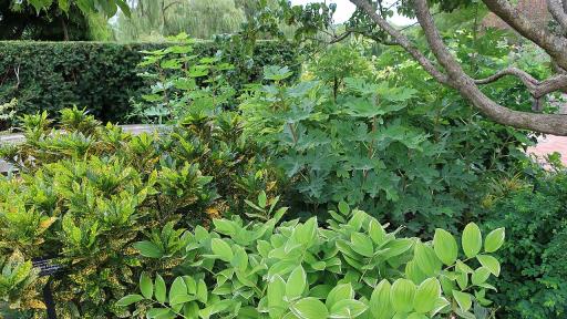 Gold Dust Croton