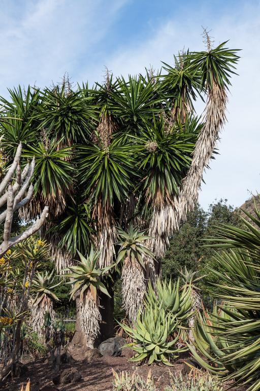 Yucca Cane